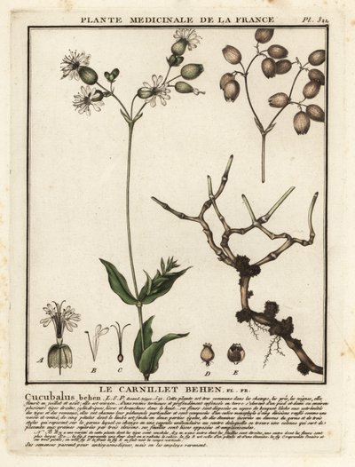 Blærecampion, Silene vulgaris. av Unbekannter Künstler