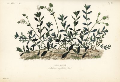 Blærecampion, Silene vulgaris, Silene inflata, Silene-buler av Unbekannt