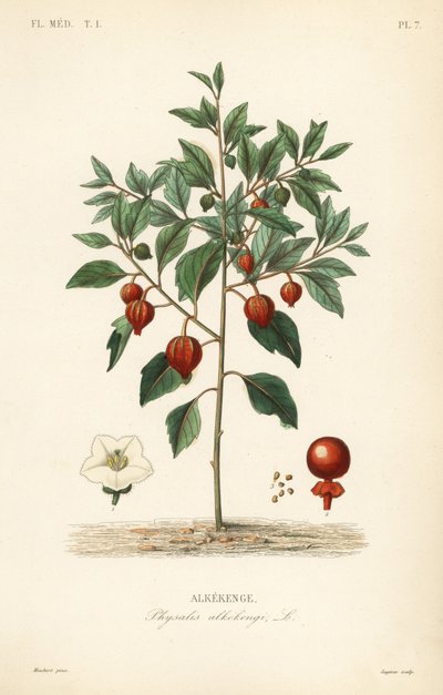 Blærekirsebær eller kinesisk lykt, Physalis alkekengi, Alkekenge av Unbekannt