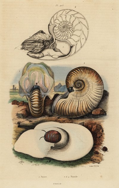 Blæremånesnegl, Neverita didyma 1, crusty nautilus, Nonion navle 2, og chambered nautilus, Nautilus pompilius 3,4 av Unbekannt