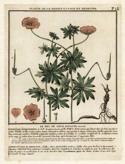 Blodig tranesebb, Geranium sanguineum. av Unbekannter Künstler
