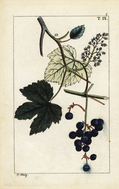Blå druer på vintreet, Vitis vinifera. av Unbekannter Künstler