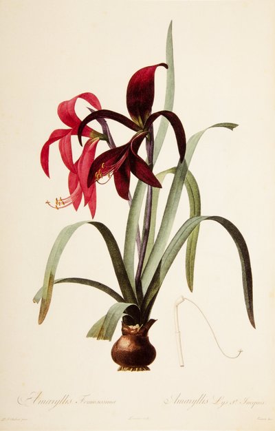 Botanisk illustrasjon/Redoubt/Sprekelia formosissima/Saint James Lily/Jacobean Lily av William M. Timlin