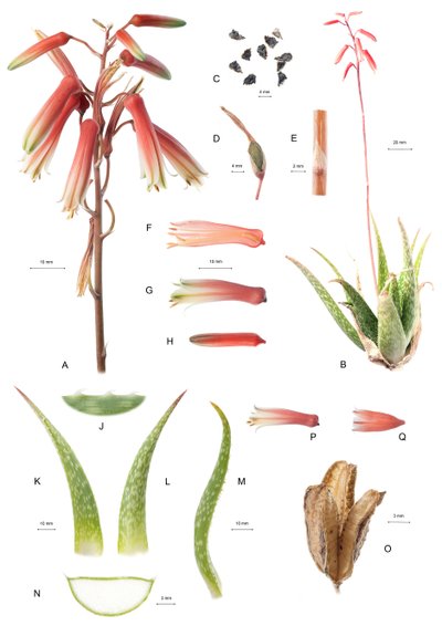 Botanisk bord/Aloe/Aloe av Unbekannt