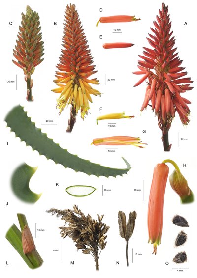 Botanisk bord/Aloe arborescens/Aloe arborescens av Unbekannt