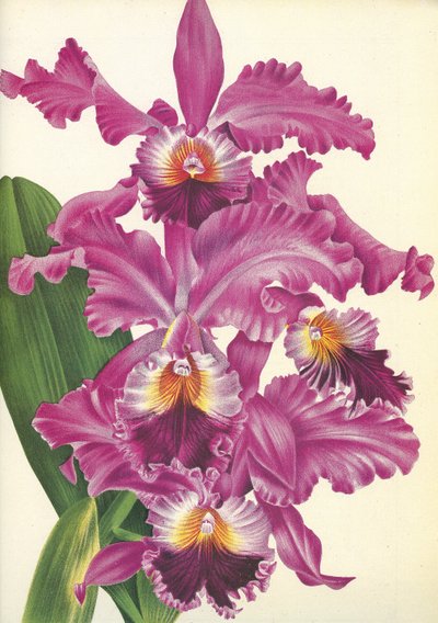Botanisk tavle/Cattleya labiata var. Perfecta/Lindenia av Unbekannt