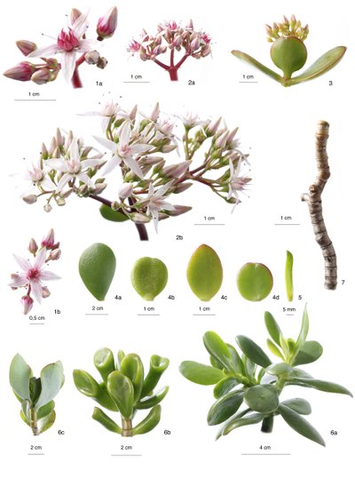 Botanisk styre / Cases Avata av Unbekannt