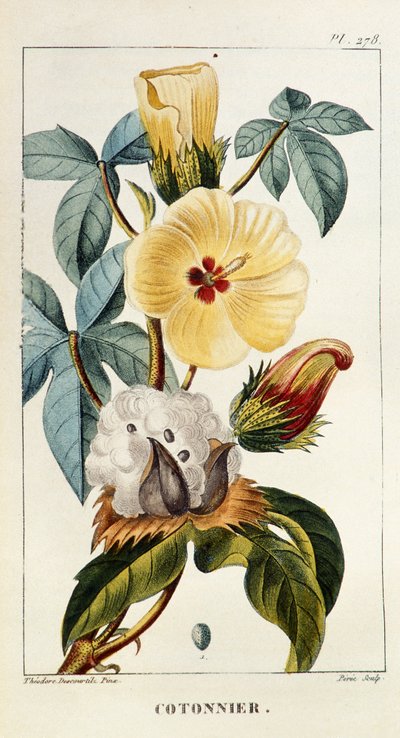 Botanisk tavle/Gossypium sp/Bomull av Unbekannt