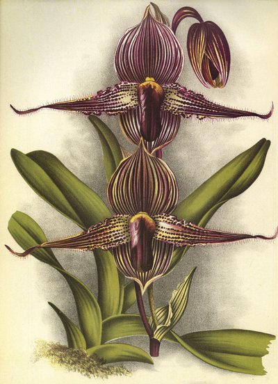 Botanisk styre/Paphiopedilum rothschildianum/Lindenia av Unbekannt
