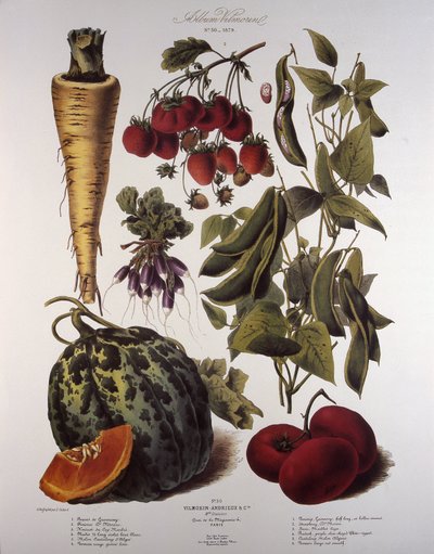 Botanisk styre/Vilmorin av Unbekannt