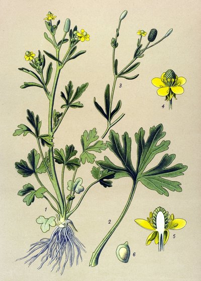 Botanisk bord. Venenøs (giftig): Smørblomst eller ranunkelbladselleri (Ranunculus sceleratus) av Unbekannter Künstler