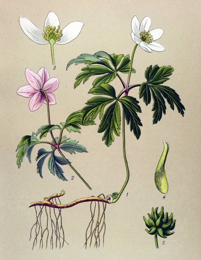 Botanisk bord. Venenøs (giftig) og medisinsk plante: Anemone sylvie eller Anemone of the woods (Anemone nemorosa) av Unbekannter Künstler