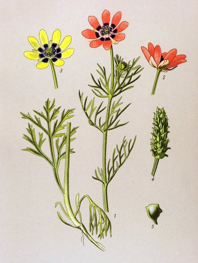 Botanisk bord. Venenøs (giftig) og medisinsk plante: Summer Adonis (Adonis aestivalis) av Unbekannter Künstler