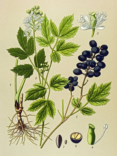 Botanisk bord. Venenøs (giftig) og medisinsk plante: Summer Adonis (Adonis aestivalis) av Unbekannter Künstler