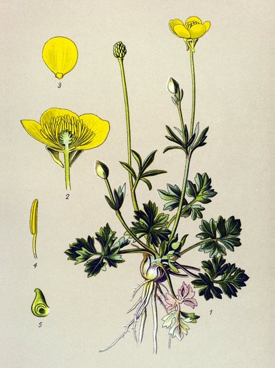 Botanisk styre. Venenøs plante (giftig): Løkende smørblomst eller gullknopp (Ranunculus bulbosus) av Unbekannter Künstler