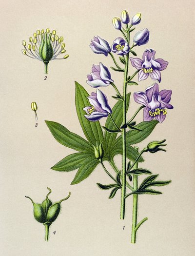 Botanisk styre. Venenøs plante (giftig): Dolphinella staphysegar (Delphinium staphysagria) av Unbekannter Künstler