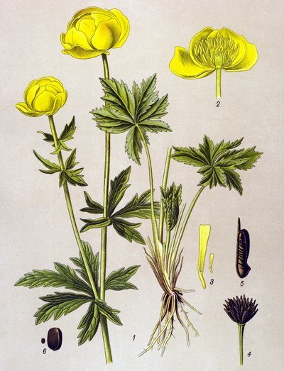 Botanisk bord. Venenøs plante (giftig): Europeisk troll (Trollius europaeus) av Unbekannter Künstler