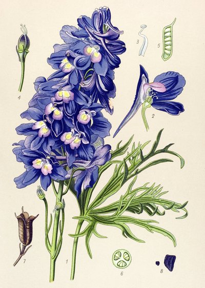 Botanisk styre. Venenøs plante (giftig): delfinel eller lerkeføtter (Delphinium grandiflorum) av Unbekannter Künstler