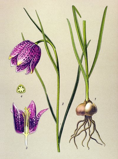 Botanisk bord. Venenøs plante (giftig): perlehøne eller "perlehøne" (Fritillaria meleagris) av Unbekannter Künstler