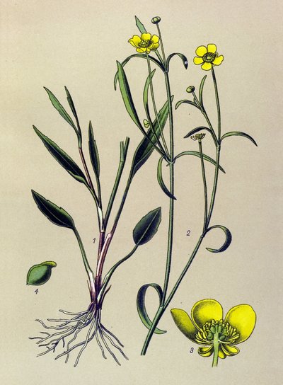 Botanisk bord. Venesøs (giftig) og medisinplante: Flame Buttercup, Small Moat eller Small Flame (Ranunculus flammula) av Unbekannter Künstler