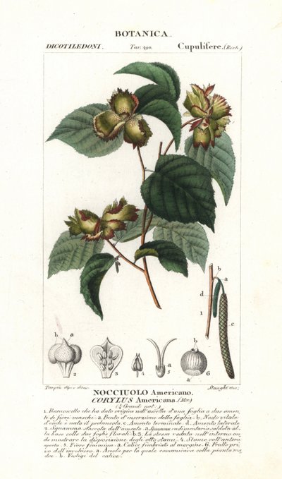 Botanisk tavle: hasselnøtt og hasselnøtt - amerikansk hasselnøtt, Corylus americana, hjemmehørende i Nord-Amerika. Håndkolorert kobberstikk med stiplede stikk fra Jussieus «Dictionary of Natural Science», 1837. Gravert av Stanghi, tegnet av Pierre Jean-Fra av Unbekannter Künstler