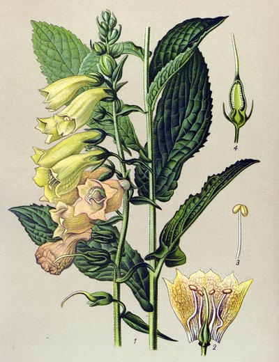 Botanisk tavle, plante: Storblomstret digital (Digitalis grandiflora) av Unbekannter Künstler