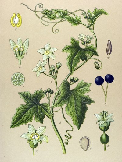 Botanisk bord, plante: Bryone (Bryonia alba) av Unbekannter Künstler