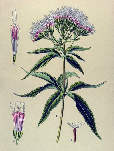 Botanisk bord, plante: Eupatorium med hampblad (Eupatorium cannabinum) av Unbekannter Künstler