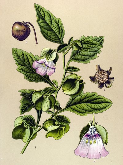 Botanisk bord, plante: Perou-pære eller Perou-eple (Nicandra physaloides) av Unbekannter Künstler
