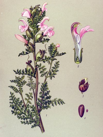 Botanisk bord, plante: Sumppedikulær (Pedicularis palustris) av Unbekannter Künstler