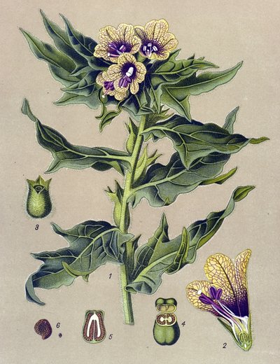 Botanisk bord, plante: svart kant (Hyoscyamus niger) av Unbekannter Künstler