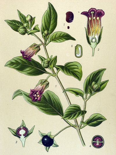 Botanisk bord, plante av La belladonna (Atropa belladonna) av Unbekannter Künstler