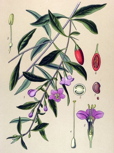 Botanisk bord, plante av tradisjonell kinesisk medisin: vanlig lyciet (Lycium halimifolium) av Unbekannter Künstler