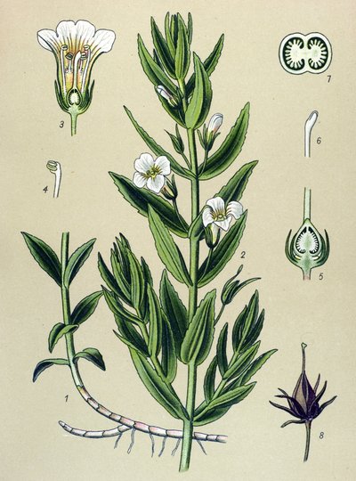Botanisk bord, plante: gratiole officinale (Gratiola officinalis) av Unbekannter Künstler