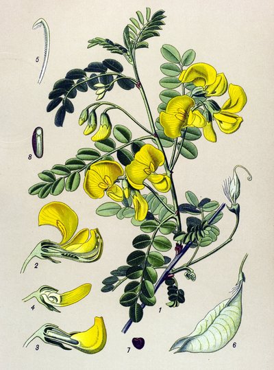 Botanisk bord, plante: trebander (Colutea arborescens) av Unbekannter Künstler