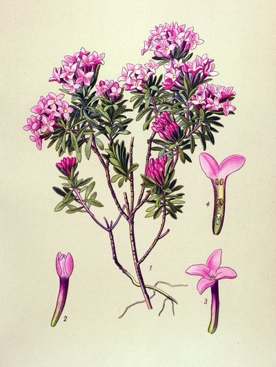 Botanisk bord, giftig plante: camelee eller camelee of the Alps (Daphne Cneorum) av Unbekannter Künstler