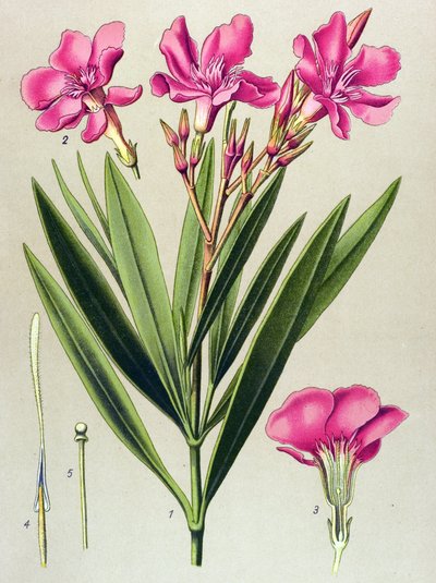 Botanisk bord, venenøs (giftig) og medisinsk plante: rosa laurbærblad (Nerium oleander) av Unbekannter Künstler