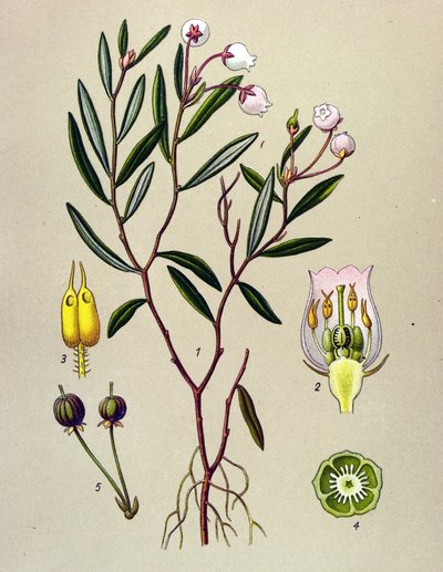 Botanisk bord, venenøs plante (giftig): Andromede har poliumblader (Andromeda polifolia) av Unbekannter Künstler