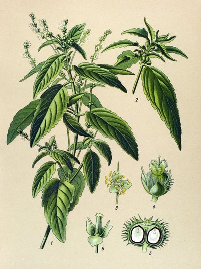 Botanisk bord, giftig plante (giftig): Årlig kvikksølv (Mercurialis annua) av Unbekannter Künstler