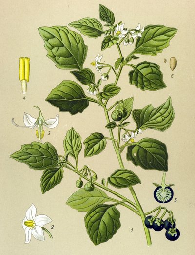 Botanisk bord, venenøs plante (giftig): Svart nattskygge (Solanum nigrum) av Unbekannter Künstler