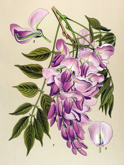 Botanisk bord, venenøs plante (giftig): kinesisk glysin (Wistaria chinensis) av Unbekannter Künstler