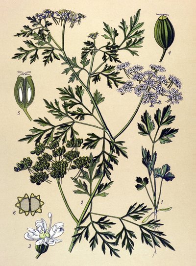 Botanisk bord, venenøs plante (giftig): Hundepersille eller falsk persille (Aethusa cynapium) av Unbekannter Künstler
