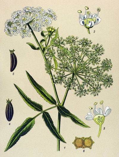Botanisk bord, venenøs plante (giftig): Great Berle (Sium latifolium) av Unbekannter Künstler