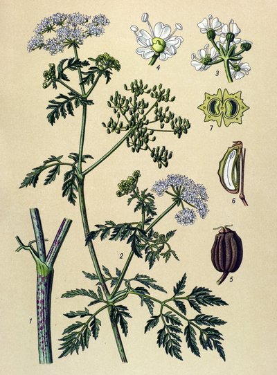 Botanisk bord, venenøs plante (giftig): Hemlock (Conium maculatum) av Unbekannter Künstler