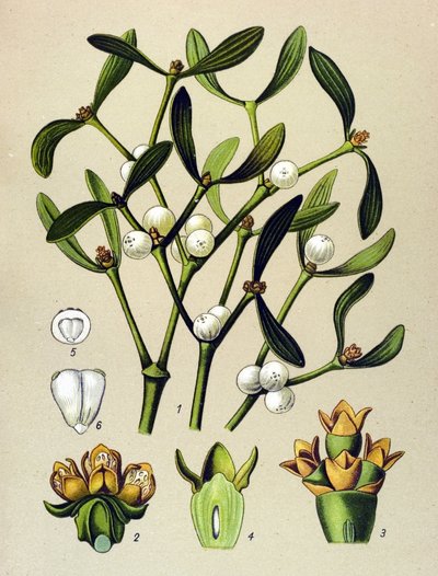 Botanisk bord, venenøs plante (giftig): Bladmisteltein (Viscumalbum) av Unbekannter Künstler