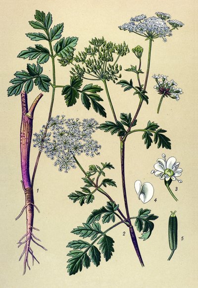 Botanisk tavle, venenøs plante (giftig): Skjev kjørvel (Chaerophyllum temulum) av Unbekannter Künstler