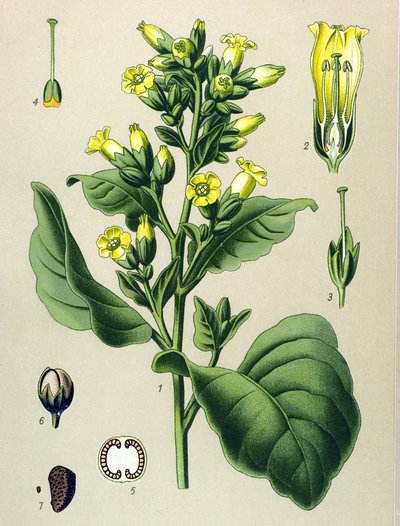 Botanisk bord, venenøs plante (giftig): Mapacho hvit tobakk (Nicotiana rustica) (Nicotiana tabacum) av Unbekannter Künstler