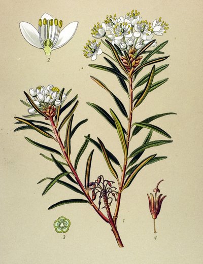 Botanisk bord, venenøs plante (giftig): Marsh Ledon (Ledum palustre) av Unbekannter Künstler