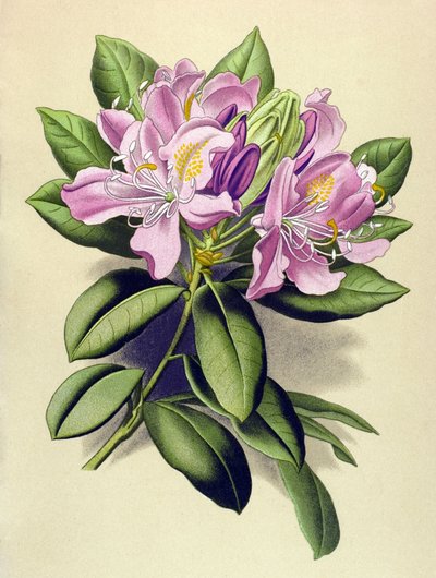 Botanisk bord, venenøs plante (giftig): Pontic Rhododendron (Rhododendron pontium) av Unbekannter Künstler