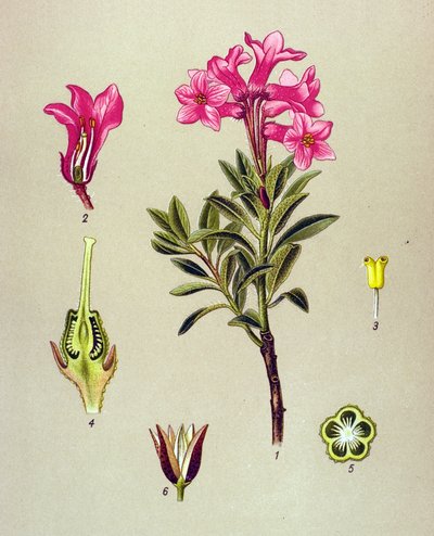 Botanisk bord, venenøs plante (giftig): Rhododendron cilie (Rhododendron hirsutum) av Unbekannter Künstler